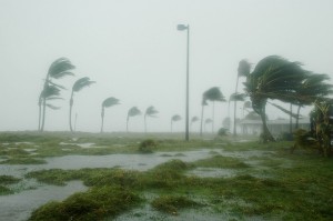 hurricane in key west blowing palm trees